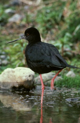 The-Black-Stilt-_1_.jpg