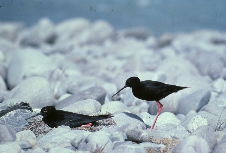 The-Black-Stilt-_2_.jpg
