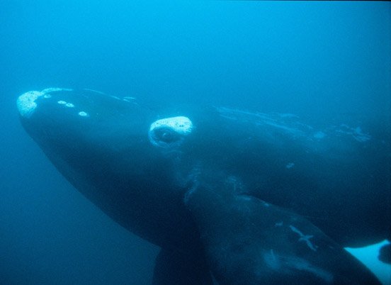 The-Lost-Whales-Gallery-1.jpg