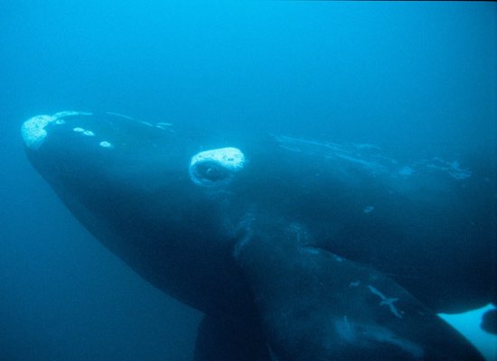 The-Lost-Whales-Gallery-1.jpg