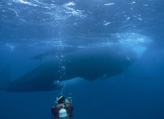 The-Lost-Whales-Gallery-2.jpg