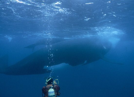 The-Lost-Whales-Gallery-2.jpg