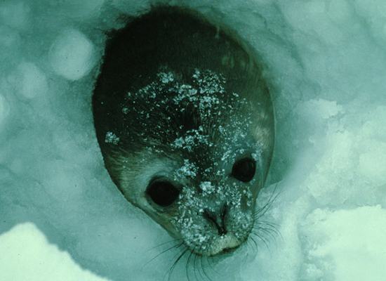 Under-the-Ice-Gallery-2.jpg